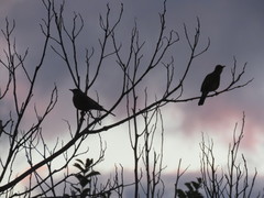 Turdus rufopalliatus
