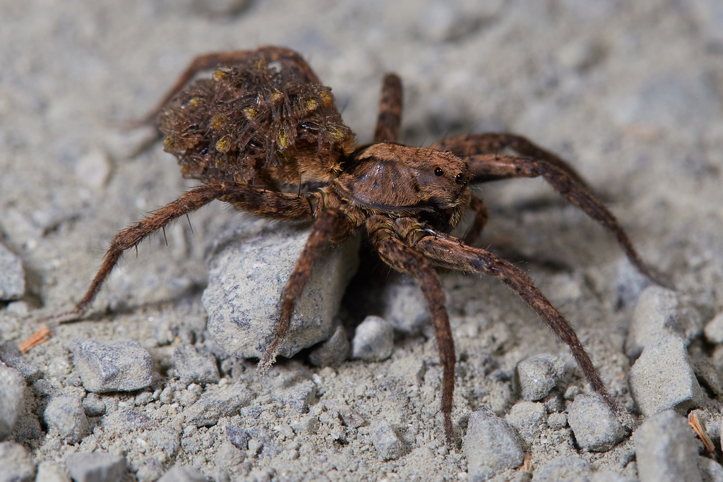 Koch's Wolf Spider