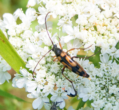 Stenurella septempunctata