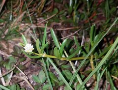 Blutaparon vermiculare