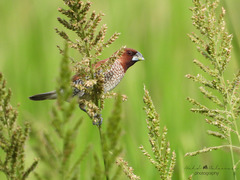 Lonchura punctulata