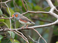 Taeniopygia guttata guttata