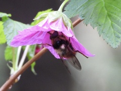Criorhina bubulcus