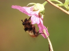 Criorhina bubulcus