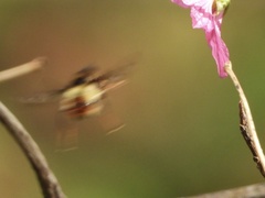 Criorhina bubulcus