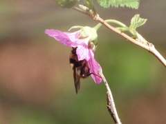 Criorhina bubulcus