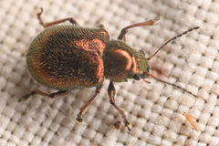 Colaspidea smaragdula