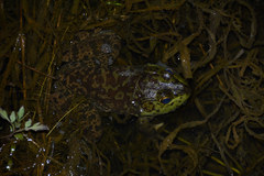 Lithobates catesbeianus