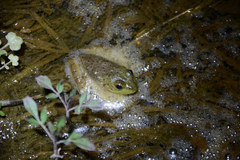 Lithobates catesbeianus