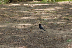 Euphagus cyanocephalus