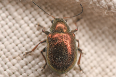 Colaspidea smaragdula