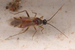 Tupiocoris