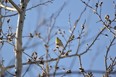 Spinus tristis