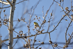 Spinus tristis