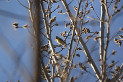 Spinus tristis