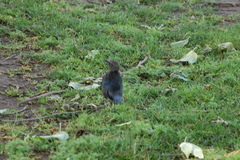 Euphagus cyanocephalus