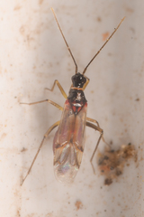 Tupiocoris