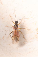 Tupiocoris