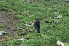 Euphagus cyanocephalus