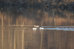 Mergus merganser