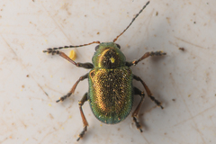 Colaspidea smaragdula