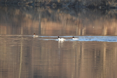 Mergus merganser