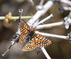 Euphydryas chalcedona corralensis