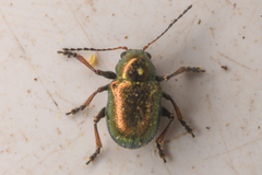 Colaspidea smaragdula