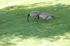 Branta canadensis