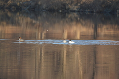 Mergus merganser