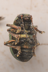 Colaspidea smaragdula