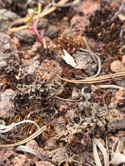 Dermatocarpon bachmannii