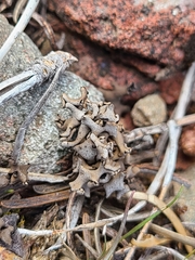 Dermatocarpon bachmannii