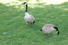 Branta canadensis
