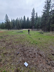 Dermatocarpon bachmannii