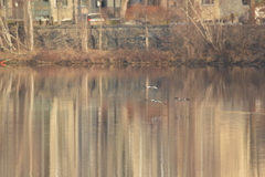 Mergus merganser