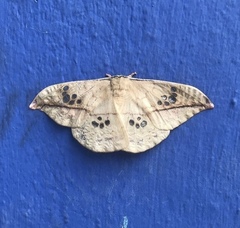 Copaxa multifenestrata