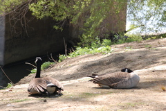 Branta canadensis