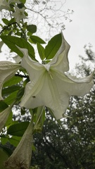 Brugmansia suaveolens