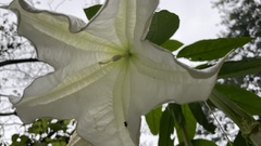 Brugmansia suaveolens