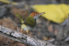 Orthotomus atrogularis