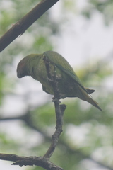 Psittacula longicauda