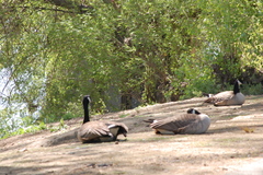Branta canadensis