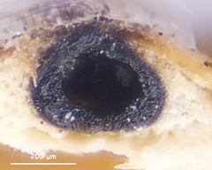 Anthostomella