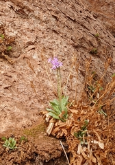 Primula specuicola