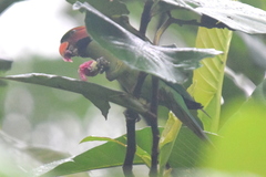 Psittacula longicauda