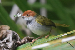 Orthotomus atrogularis