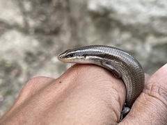 Plestiodon tetragrammus brevilineatus