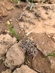 Dermatocarpon bachmannii