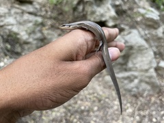 Plestiodon tetragrammus brevilineatus